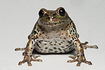 Marsupial Frog (Gastrotheca riobambae), Andes, Ecuador