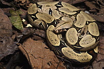 Boa Constrictor (Boa constrictor) coiled up on leaf litter, native to Central and South America