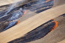 Fire in dry season burning agricultural fields, Western Cape, South Africa