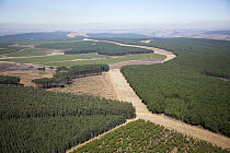 Acacia (Acacia sp) plantations, Mpumalanga, South Africa