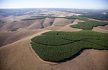 Acacia (Acacia sp) plantations, Mpumalanga, South Africa