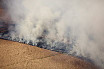 Maize (Zea mays) crops burning during fire in dry season, Gauteng, South Africa