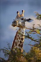 South African Giraffe (Giraffa giraffa giraffa) female, Itala Game Reserve, South Africa