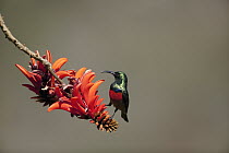 Greater Double-collared Sunbird (Nectarinia afra) male on flower, Itala Game Reserve, South Africa
