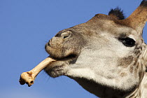 South African Giraffe (Giraffa giraffa giraffa) male eating bone, Itala Game Reserve, South Africa