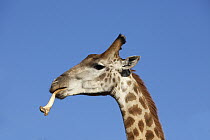 South African Giraffe (Giraffa giraffa giraffa) male eating bone, Itala Game Reserve, South Africa