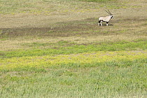 Gemsbok (Oryx gazella), Kalahari, South Africa