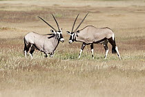 Gemsbok (Oryx gazella) pair, Kalahari, South Africa