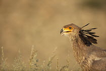 Secretary Bird (Sagittarius serpentarius), Kalahari, South Africa