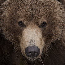 Brown Bear (Ursus arctos), Kamchatka, Russia