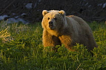 Brown Bear (Ursus arctos) at sunset, Kamchatka, Russia
