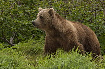 Brown Bear (Ursus arctos), Kamchatka, Russia