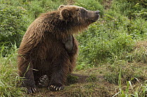 Brown Bear (Ursus arctos) scratching itself, Kamchatka, Russia