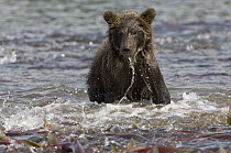 Brown Bear (Ursus arctos) foraging for salmon, Kamchatka, Russia