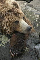 Brown Bear (Ursus arctos) resting, Kamchatka, Russia