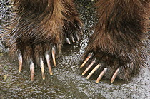 Brown Bear (Ursus arctos) feet, Kamchatka, Russia