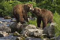 Brown Bear (Ursus arctos) mother and yearling cub, Kamchatka, Russia
