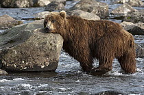 Brown Bear (Ursus arctos) rubbing head on rock, Kamchatka, Russia