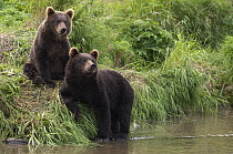 Brown Bear (Ursus arctos) pair along riverbank, Kamchatka, Russia