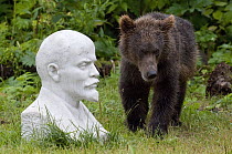 Brown Bear (Ursus arctos) cub near bust of Lenin, Kamchatka, Russia