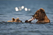 Brown Bear (Ursus arctos) eating salmon with cub swimming to her, Kamchatka, Russia