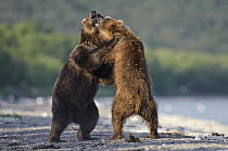 Brown Bear (Ursus arctos) pair fighting, Kamchatka, Russia