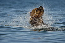 Brown Bear (Ursus arctos) shaking off water after dive, Kamchatka, Russia