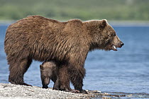Brown Bear (Ursus arctos) mother and cub along river, Kamchatka, Russia