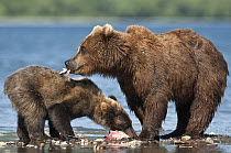 Brown Bear (Ursus arctos) mother and cub eating salmon, Kamchatka, Russia