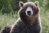 Brown Bear (Ursus arctos) shaking off water, Kamchatka, Russia