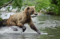 Brown Bear (Ursus arctos) carrying caught salmon, Kamchatka, Russia
