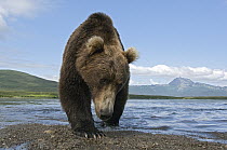 Brown Bear (Ursus arctos) walking along river, Kamchatka, Russia