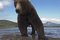 Brown Bear (Ursus arctos) walking along river, Kamchatka, Russia