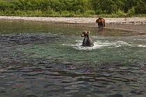 Brown Bear (Ursus arctos) foraging for salmon in river, Kamchatka, Russia