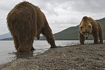 Brown Bear (Ursus arctos) pair posturing at each other along river, Kamchatka, Russia