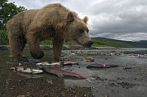 Brown Bear (Ursus arctos) with dead salmon, Kamchatka, Russia