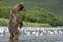 Brown Bear (Ursus arctos) on the lookout, Kamchatka, Russia