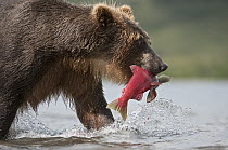 Brown Bear (Ursus arctos) carrying salmon, Kamchatka, Russia