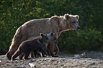 Brown Bear (Ursus arctos) mother and cubs, Kamchatka, Russia