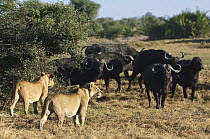 African Lion (Panthera leo) females at a stand-off with Cape Buffalo (Syncerus caffer) herd, Botswana