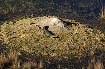 Nile Crocodile (Crocodylus niloticus) female near nest, Botswana