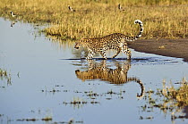 Leopard (Panthera pardus) walking through shallow water, Botswana