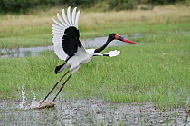 Saddle-billed Stork (Ephippiorhynchus senegalensis) taking flight, Botswana