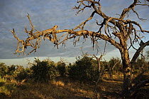 Leopard (Panthera pardus) in tree, Botswana
