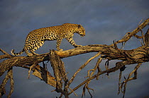Leopard (Panthera pardus) walking on branch, Botswana