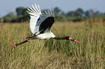 Saddle-billed Stork (Ephippiorhynchus senegalensis) flying, Botswana