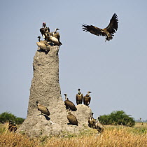 White-backed Vulture (Gyps africanus) landing on termite mound alongside Cape Vultures (Gyps coprotheres) and a Lappet-faced Vulture (Torgos tracheliotus), Botswana