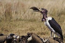 Marabou Stork (Leptoptilos crumeniferus) swallowing Blue Wildebeest tail,(Connochaetes taurinus), Botswana