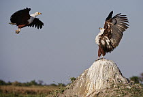 African Fish Eagle (Haliaeetus vocifer) displaying as another adult comes in for landing, Botswana