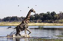 Southern Giraffe (Giraffa giraffa) walking through shallow water, Botswana